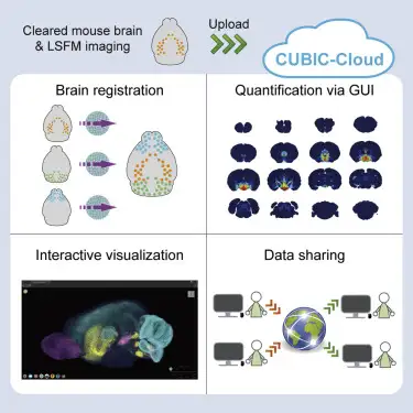 CUBIC-Cloud provides an integrative computational framework toward community-driven whole-mouse-brain mapping
