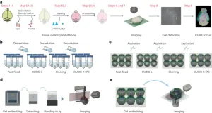 A multiwell plate approach to increase the sample throughput during tissue clearing