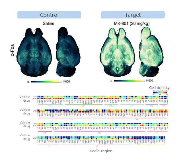 Tissue clearing example