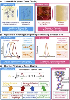  Whole-Brain Profiling of Cells and Circuits in Mammals by Tissue Clearing and Light-Sheet Microscopy