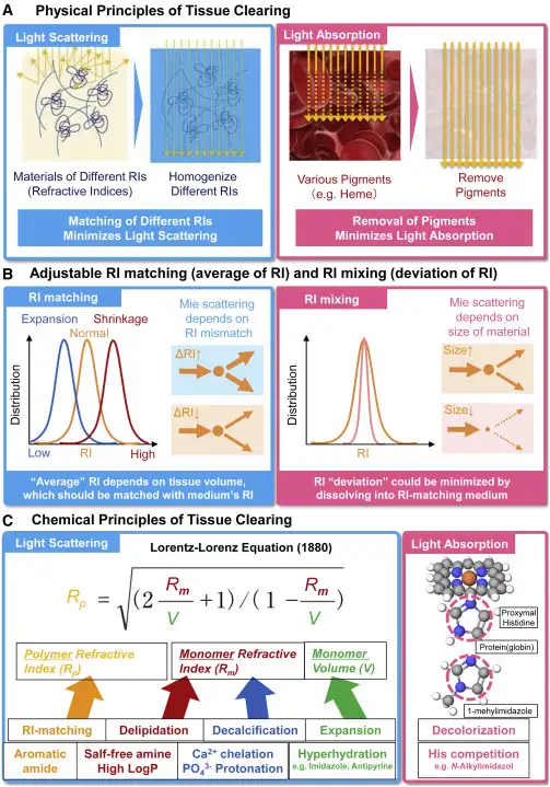  Whole-Brain Profiling of Cells and Circuits in Mammals by Tissue Clearing and Light-Sheet Microscopy