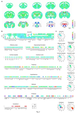 A whole-brain single-cell atlas of circadian neural activity in mice.