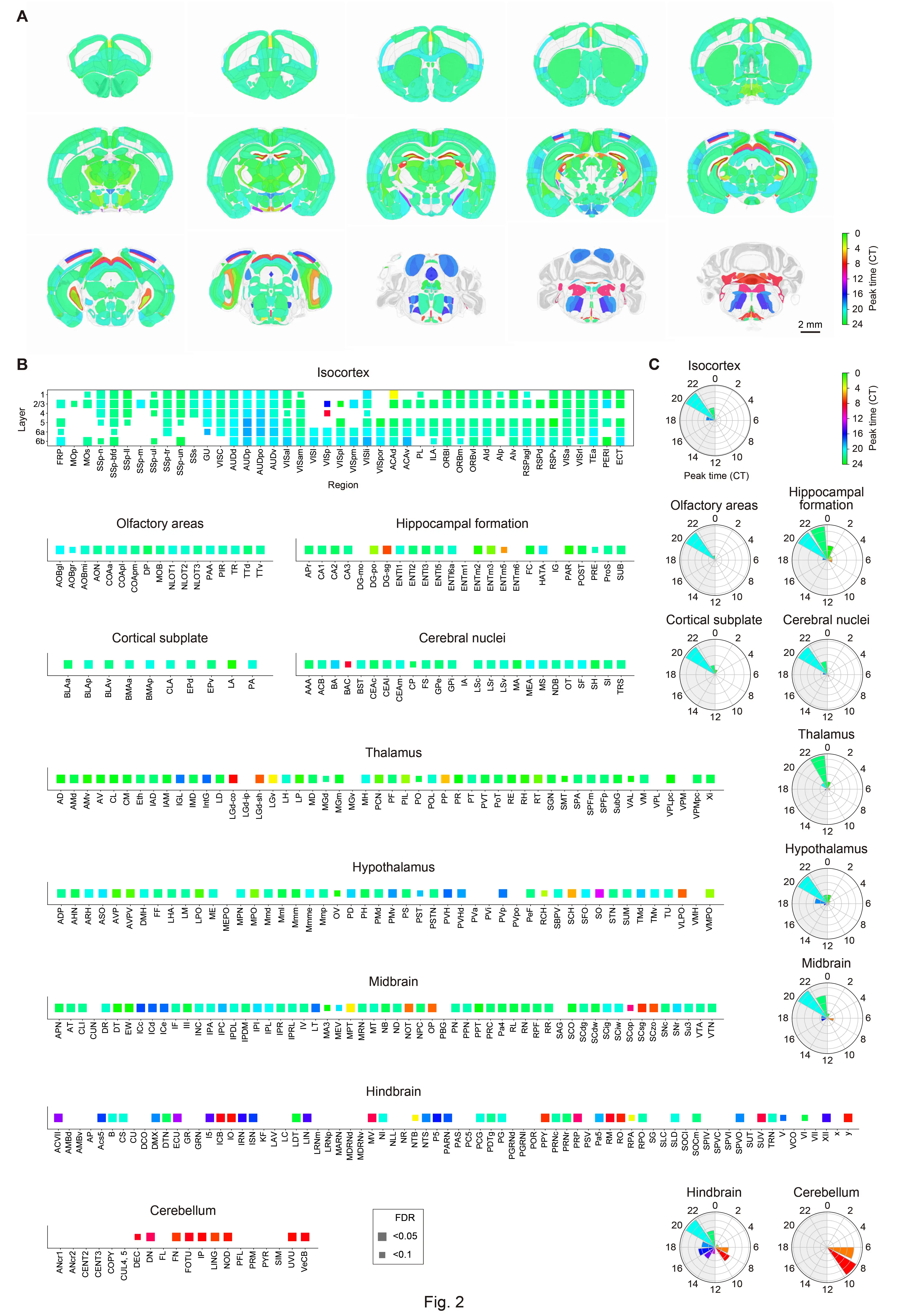 A whole-brain single-cell atlas of circadian neural activity in mice.