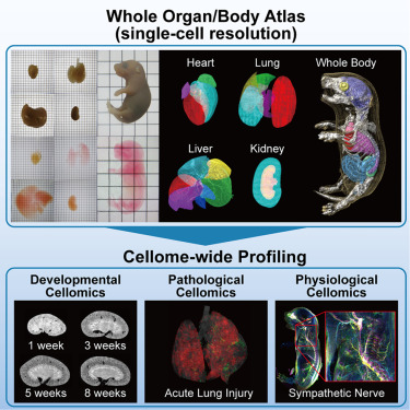 Cell cover image